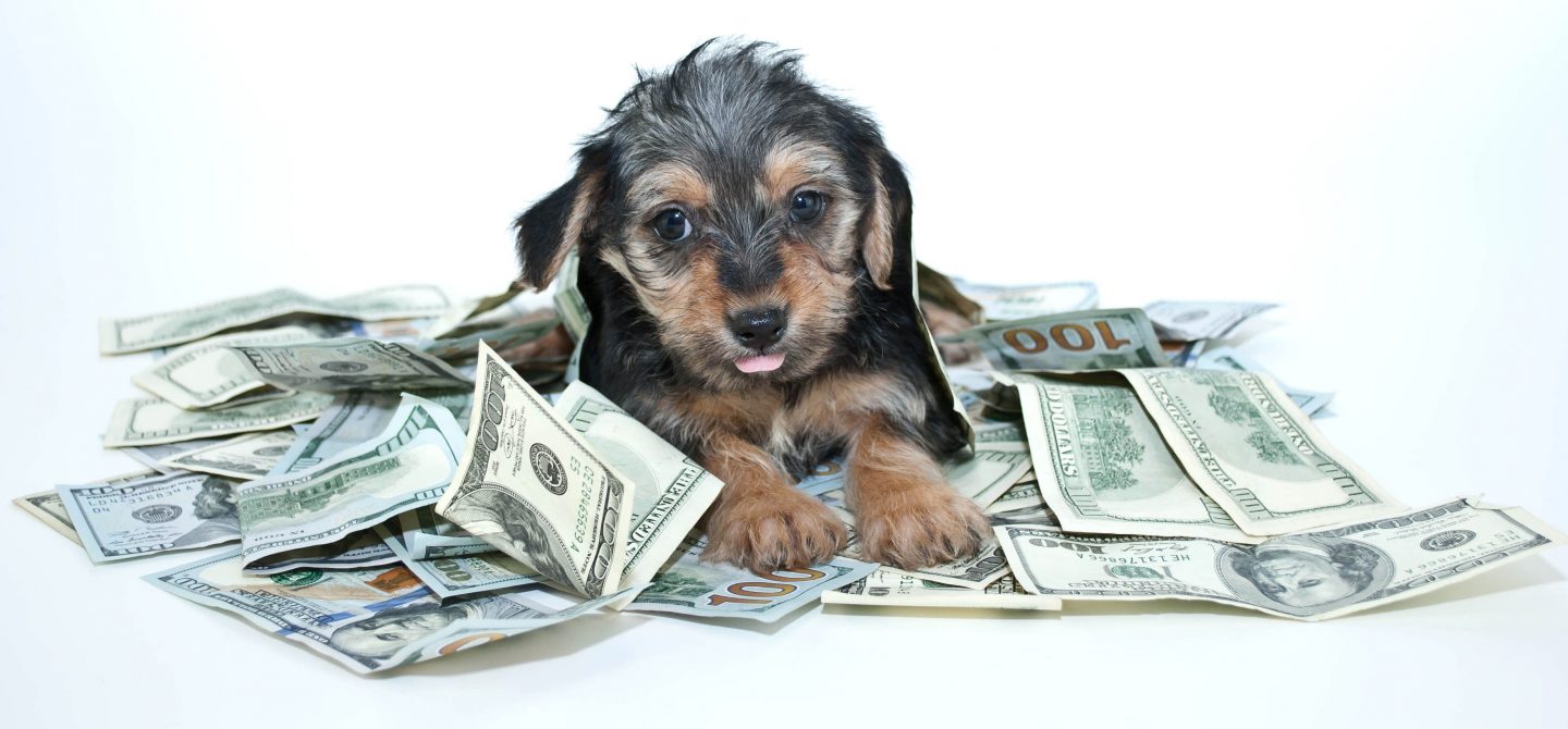 Finance Names For Dogs - FinanceViewer